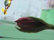 Ich erkenne, dass etwas durch die Blume gesagt werden soll.
Aufrufe: 893
Datum: 06.01.09
454x340 (7.1 KB)