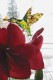 Das Blumen-Menu vom 6. Januar mundete mir. Jetzt kann etwas durch die Blume gesagt werden: Der Mund ist aufgegangen, 
Aufrufe: 897
Datum: 09.01.09
216x328 (11.0 KB)