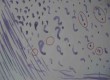 Welche Zeichen beachte ich, sehe ich im Hinter- oder Vordergrund? Was steht im Zwischenraum? Und was steht eben nicht im Zwischenraum?
Aufrufe: 894
Datum: 19.06.09
453x330 (14.4 KB)