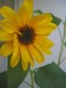Meinen Sonnenblumen war eine nichtblhende Zukunft prophezeit worden. Nun blhen sie doch 
Aufrufe: 893
Datum: 23.08.09
340x453 (107.2 KB)