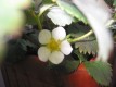 Noch heute blhen sie, die Erdbeeren auf meinem Balkon, noch immer tragen sie Frchte, beinahe tiefgekhlt. 
Auch der Hefeteig weitete sich in ruhigerem Tempo als sonst, statt an der Wrme, im Khlschrank. 
Aufrufe: 895
Datum: 22.10.09
640x480 (104.6 KB)